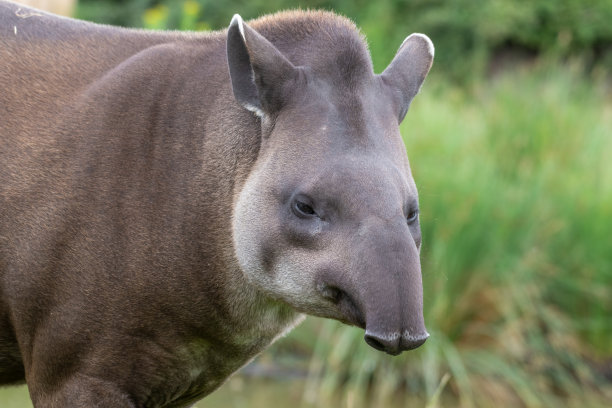 tapir