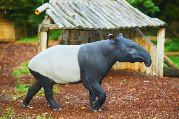 tapir