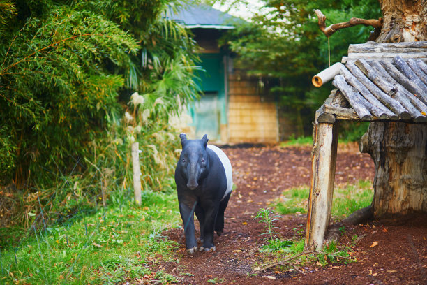 tapir