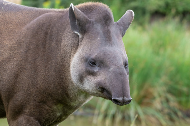 tapir