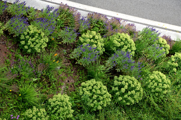 liatris