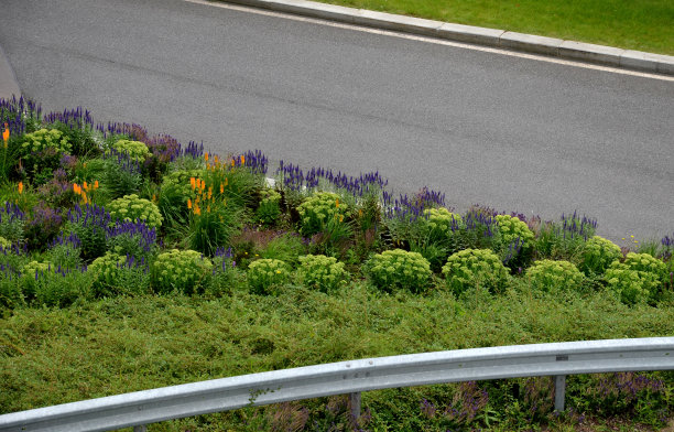 liatris