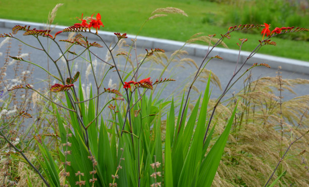 liatris