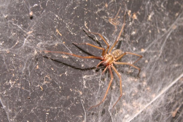 arachnid