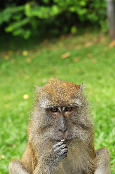 monkey-nut