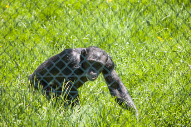 ape