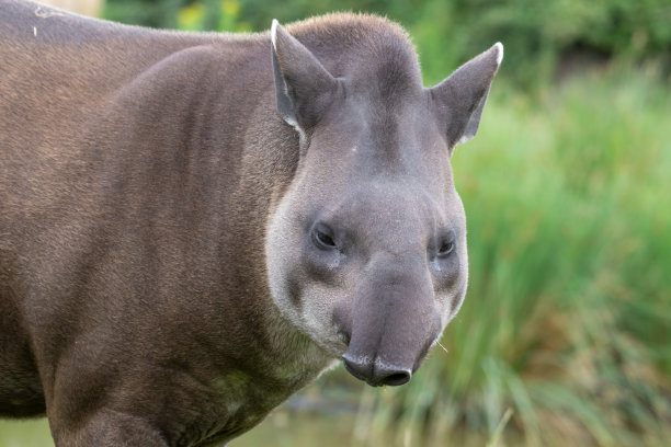 tapir