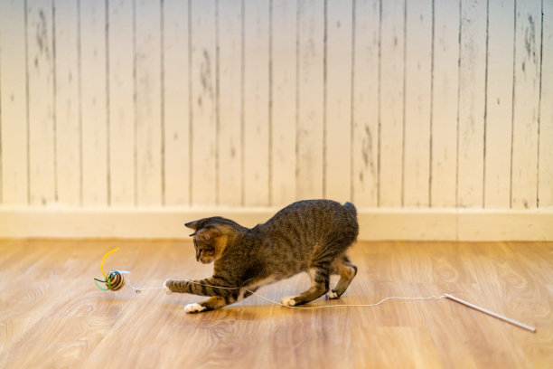 小猫玩具可爱猫咪