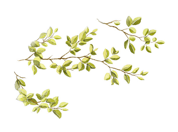 绘画艺术植物绿叶