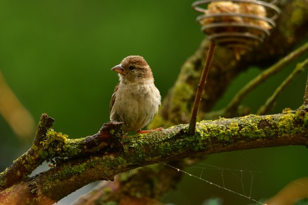 sparrow