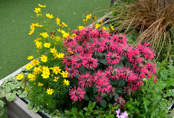 liatris