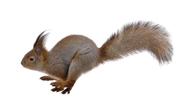 squirrel