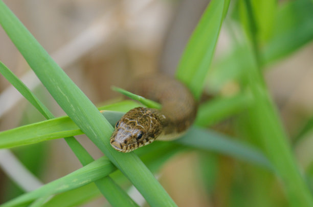 natrix