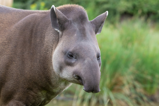 tapir