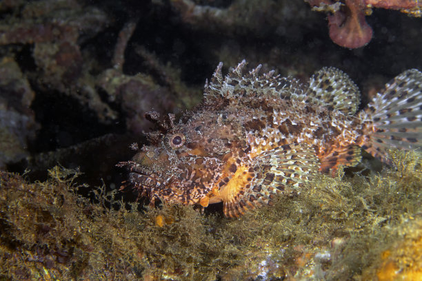 pterois