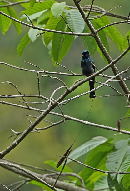drongo