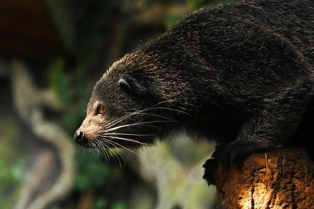 civet