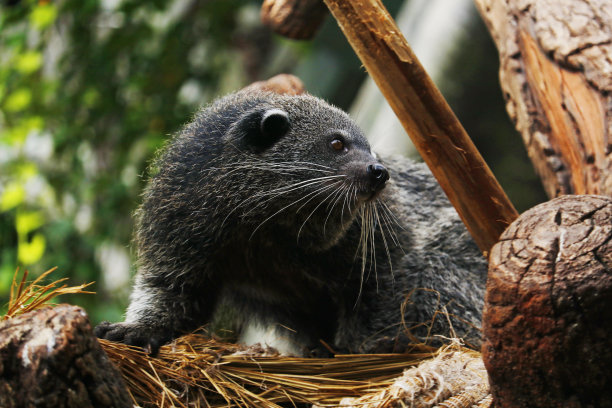civet