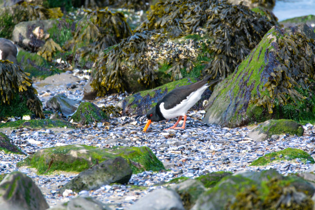 haematopus