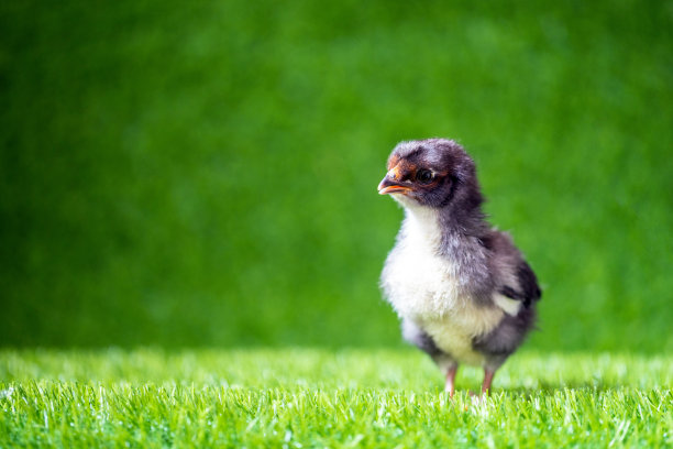 cock