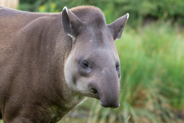tapir