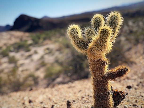 cholla