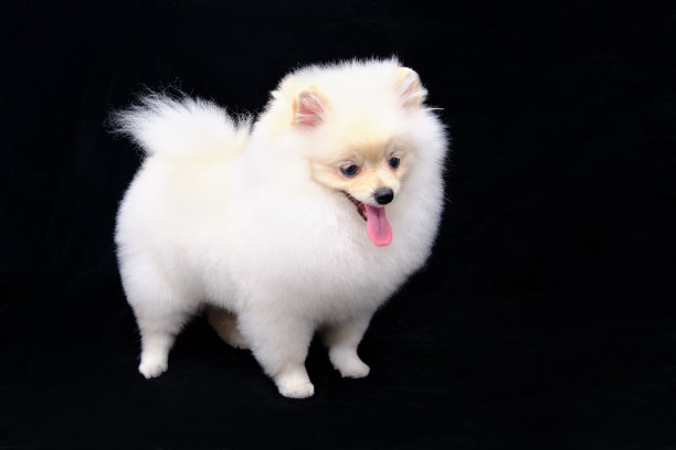 pedigree