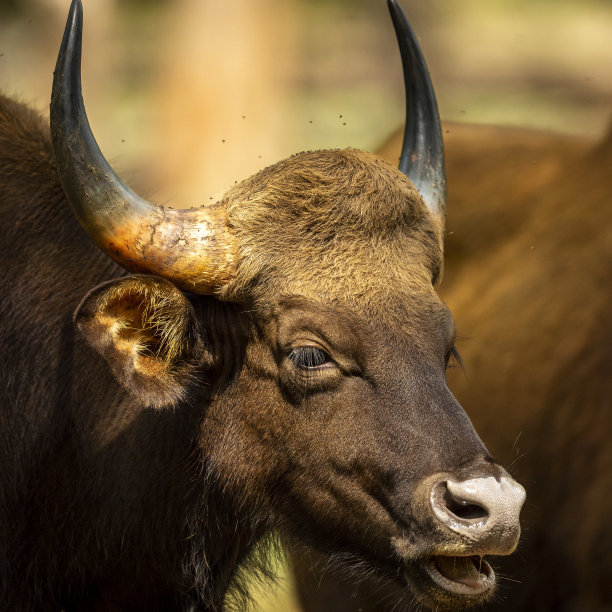 ox