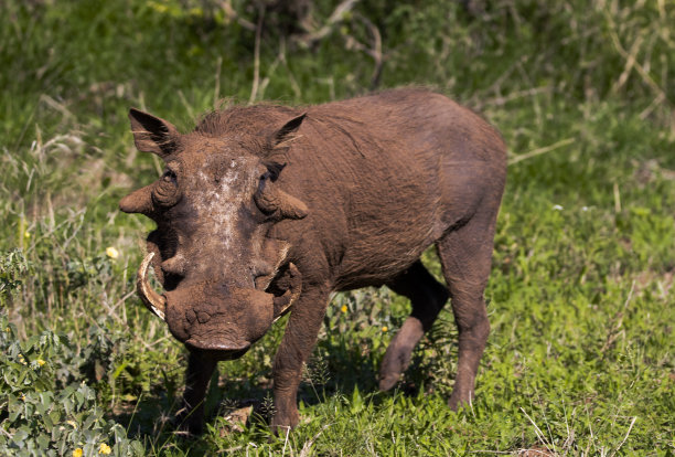 phacochoerus