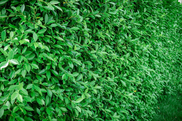 爬满的墙绿植
