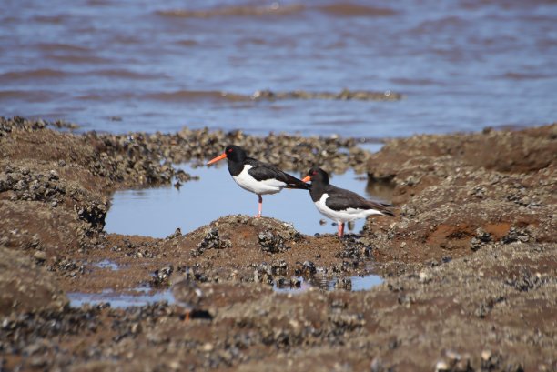 haematopus