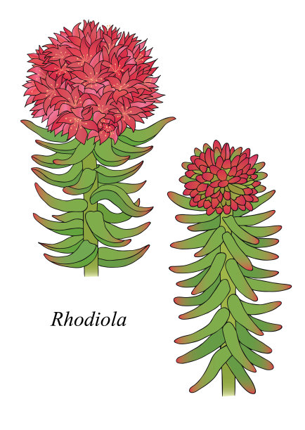 rhodiola