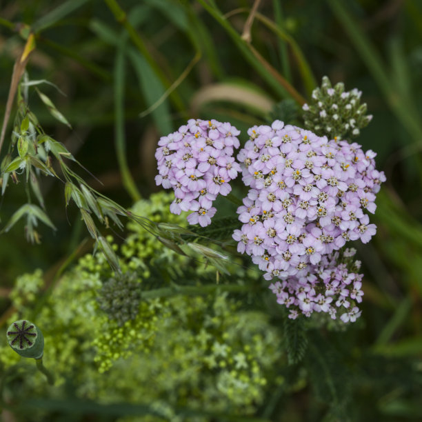 achillea