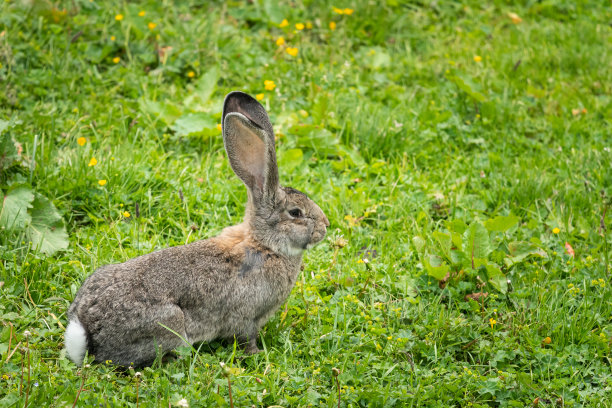 兔类动物