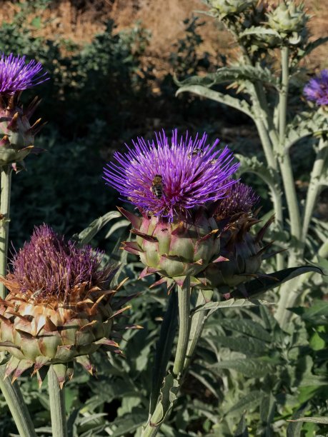 artichoke