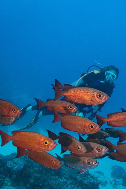 snapper