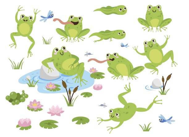 frog