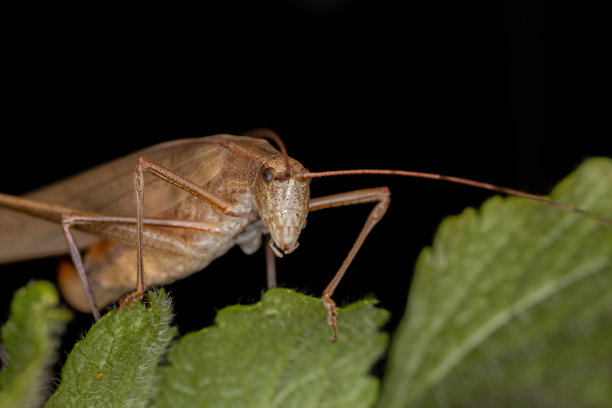 katydid