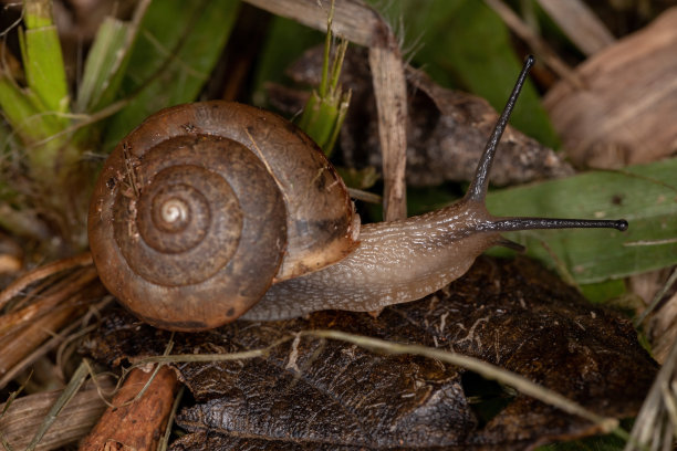 gastropod
