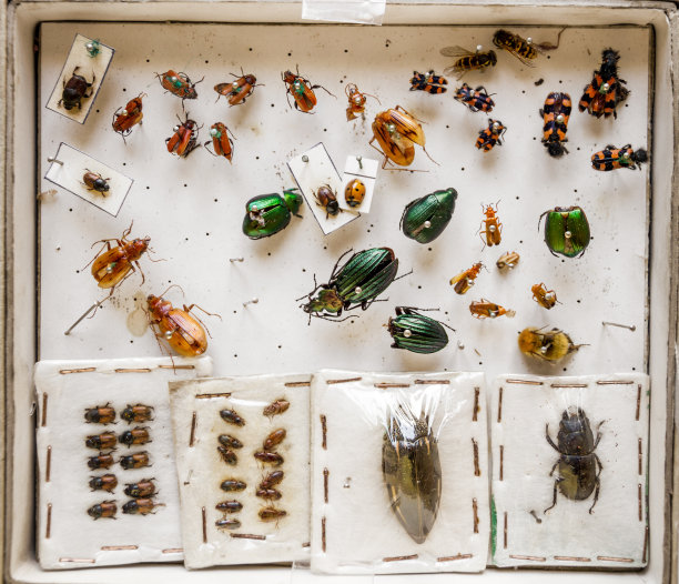 entomology