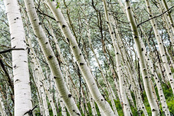 aspen