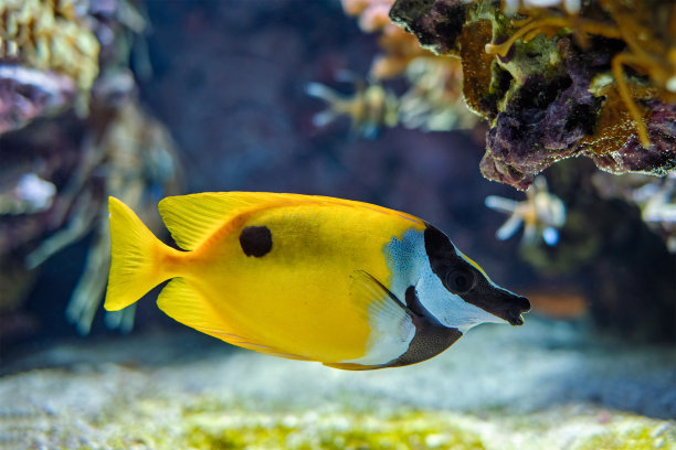 rabbitfish