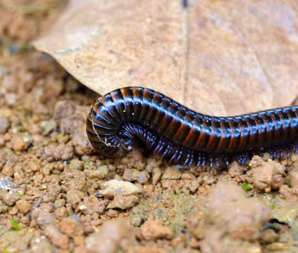 millipede