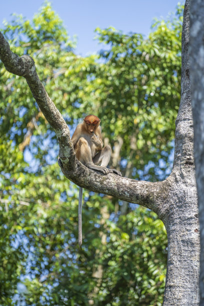 sabah