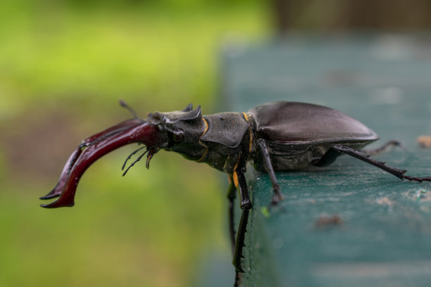 lucanus