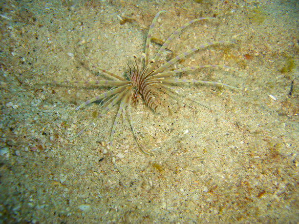 lionfish