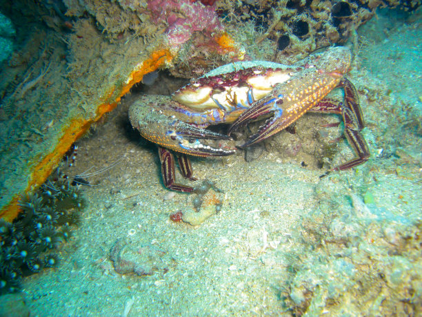 crustacean