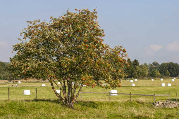 rowan
