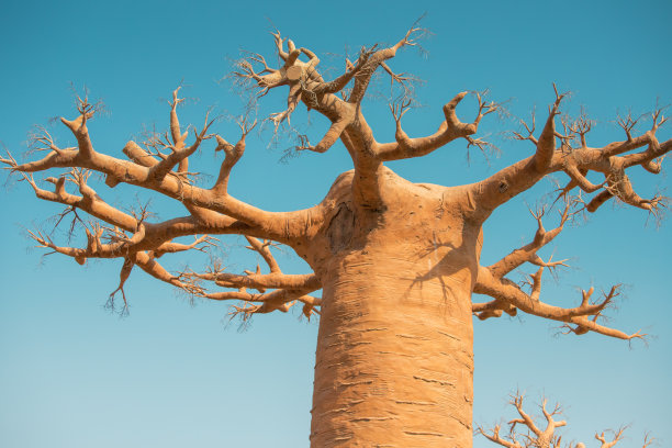 baobab