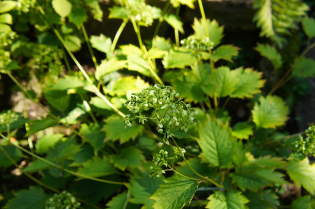 patrinia